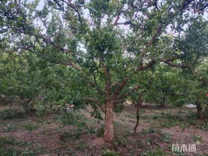 高度350厘米石榴