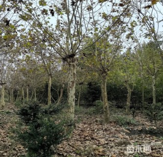 25公分法桐法桐