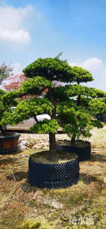 15公分台湾罗汉松