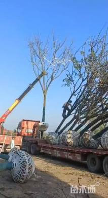 30公分(3杆)丛生乌桕