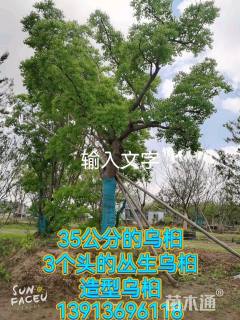 15公分(3杆)丛生乌桕