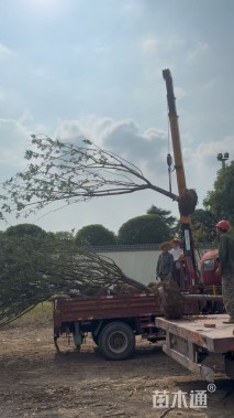 12公分日本晚樱