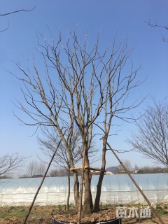 75公分(5杆)丛生乌桕