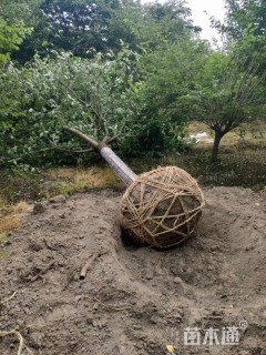 15公分高杆樱花