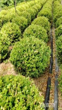 冠幅100厘米瓜子黄杨球