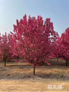 15公分绚丽海棠