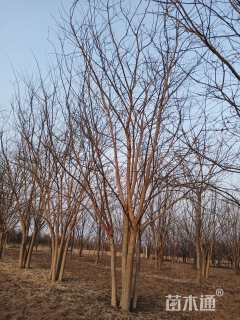 高度550厘米丛生国槐