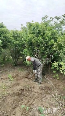 高度500厘米琼花