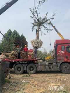 18公分嫁接银杏