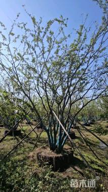 100公分(8杆)丛生朴树