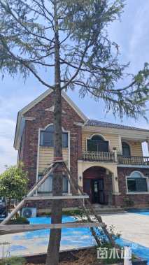 高度6500厘米雪松