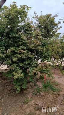 高度250厘米丛生红枫