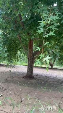 高度800厘米丛生元宝枫