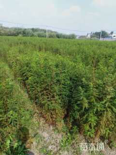 2公分墨西哥落羽杉