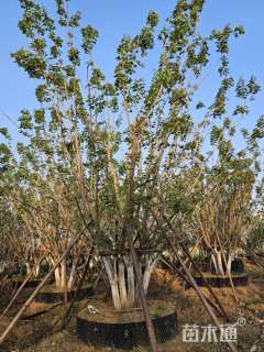 高度700厘米丛生五角枫