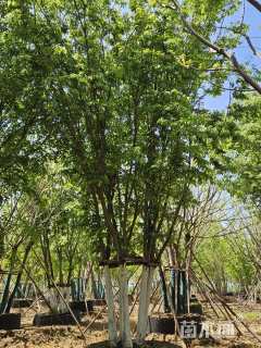 12公分(5杆)丛生榉树