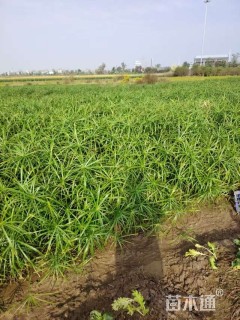 高度40厘米旱伞草