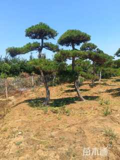 20公分造型黑松