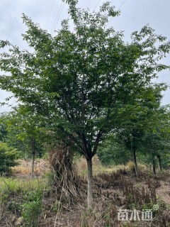 20公分高杆染井吉野樱