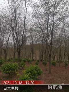 16公分高杆早樱