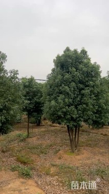 40公分(5杆)丛生香樟