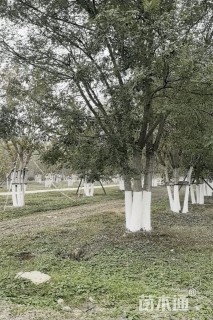 高度10000厘米丛生国槐