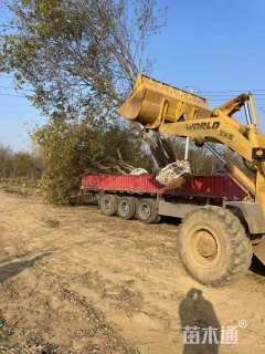 8公分(5杆)丛生乌桕