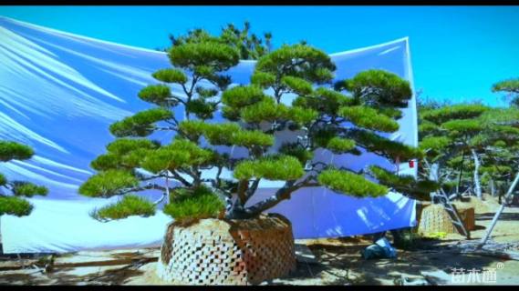 35.6公分造型油松