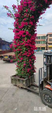 5公分造型三角梅