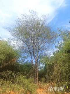 75公分(3杆)丛生朴树