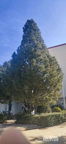 高度1200厘米白皮松