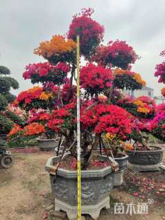 高度200厘米三角梅