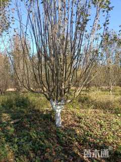 12公分西府海棠