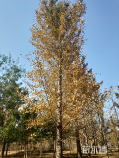 15公分银杏