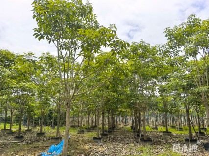 18公分红花风铃木