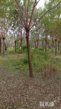 12公分国槐