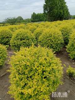 冠幅80厘米金叶女贞球