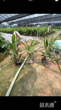 裸干高30厘米棕竹