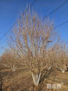高度600厘米丛生元宝枫
