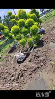 冠幅150厘米金冠女贞球