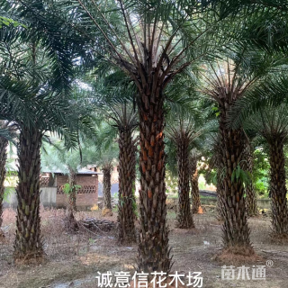 裸干高300厘米中东海枣