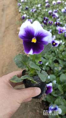 高度12厘米三色堇