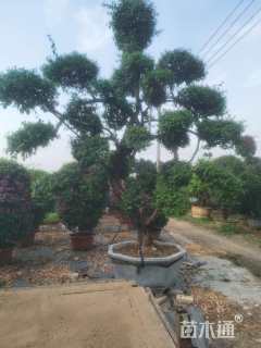 高度350厘米三角梅