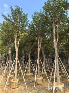 12公分黄花风铃木