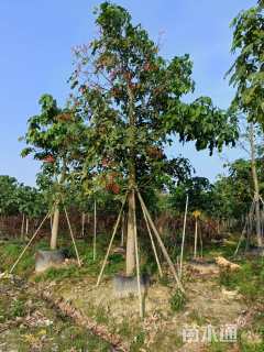 15公分澳洲火焰木