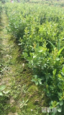 高度40厘米小叶黄杨