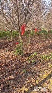 15公分日本早樱