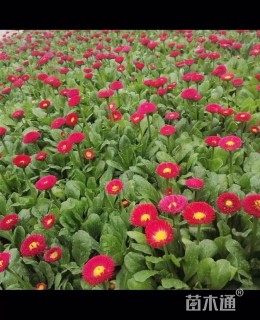 高度20厘米雏菊