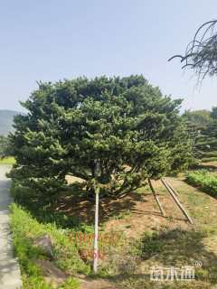 50公分日本五针松