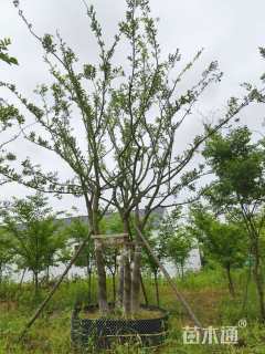 16公分(5杆)丛生朴树